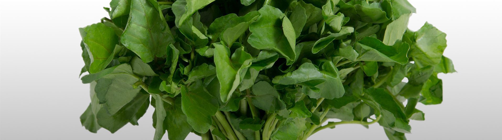 watercress-basics-b-w-quality-growers